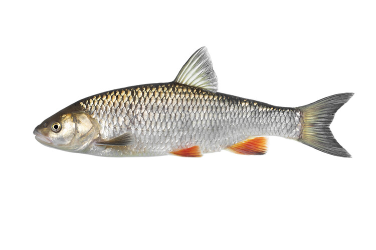 Färna