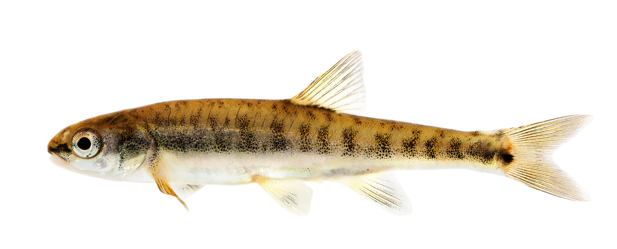 Elritsa