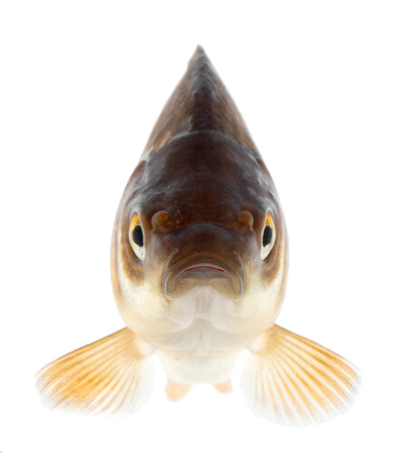 Guldfisk