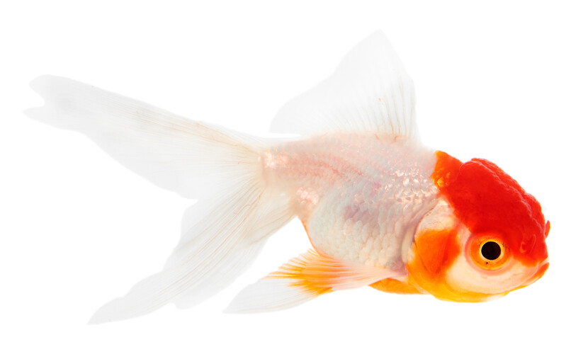 Guldfisk