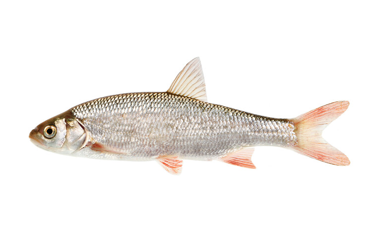 Id